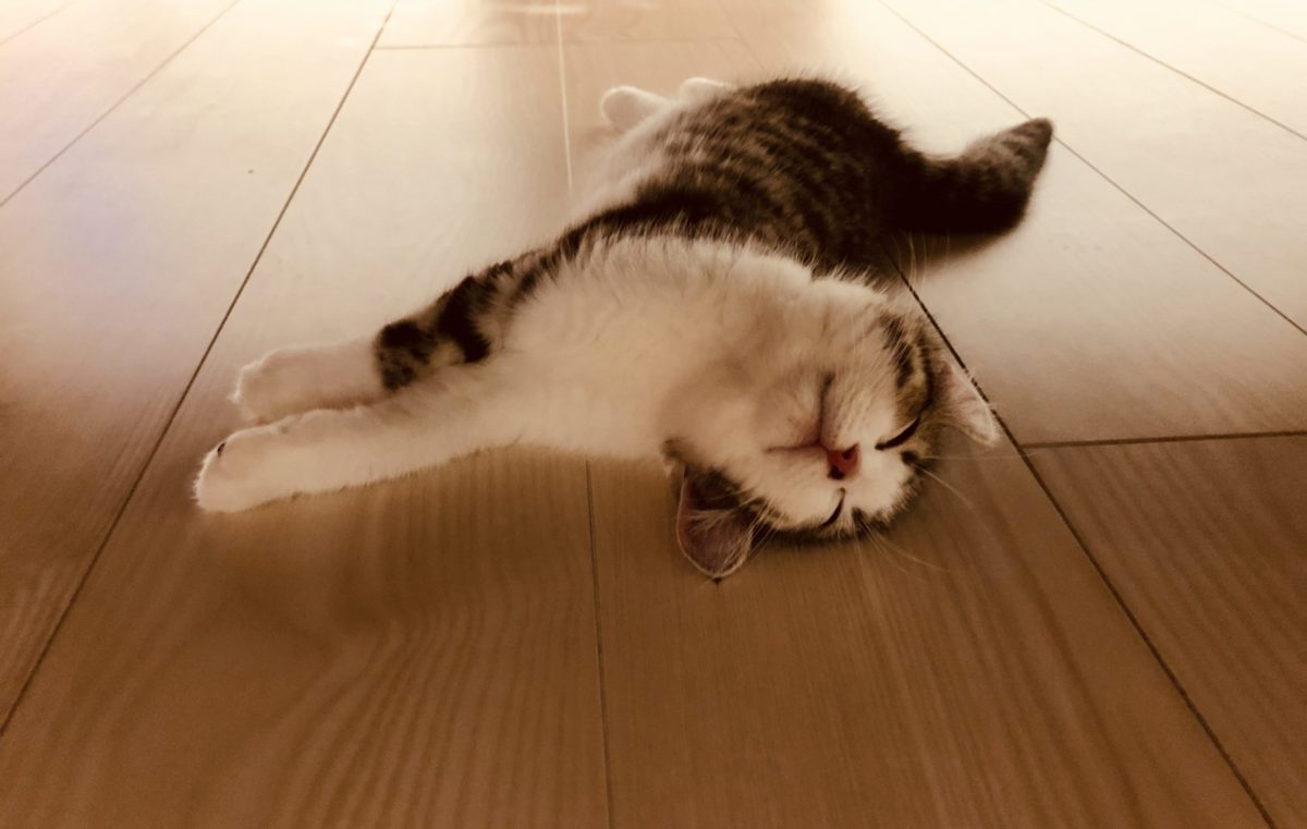 「床暖房」は猫の力を無力化する