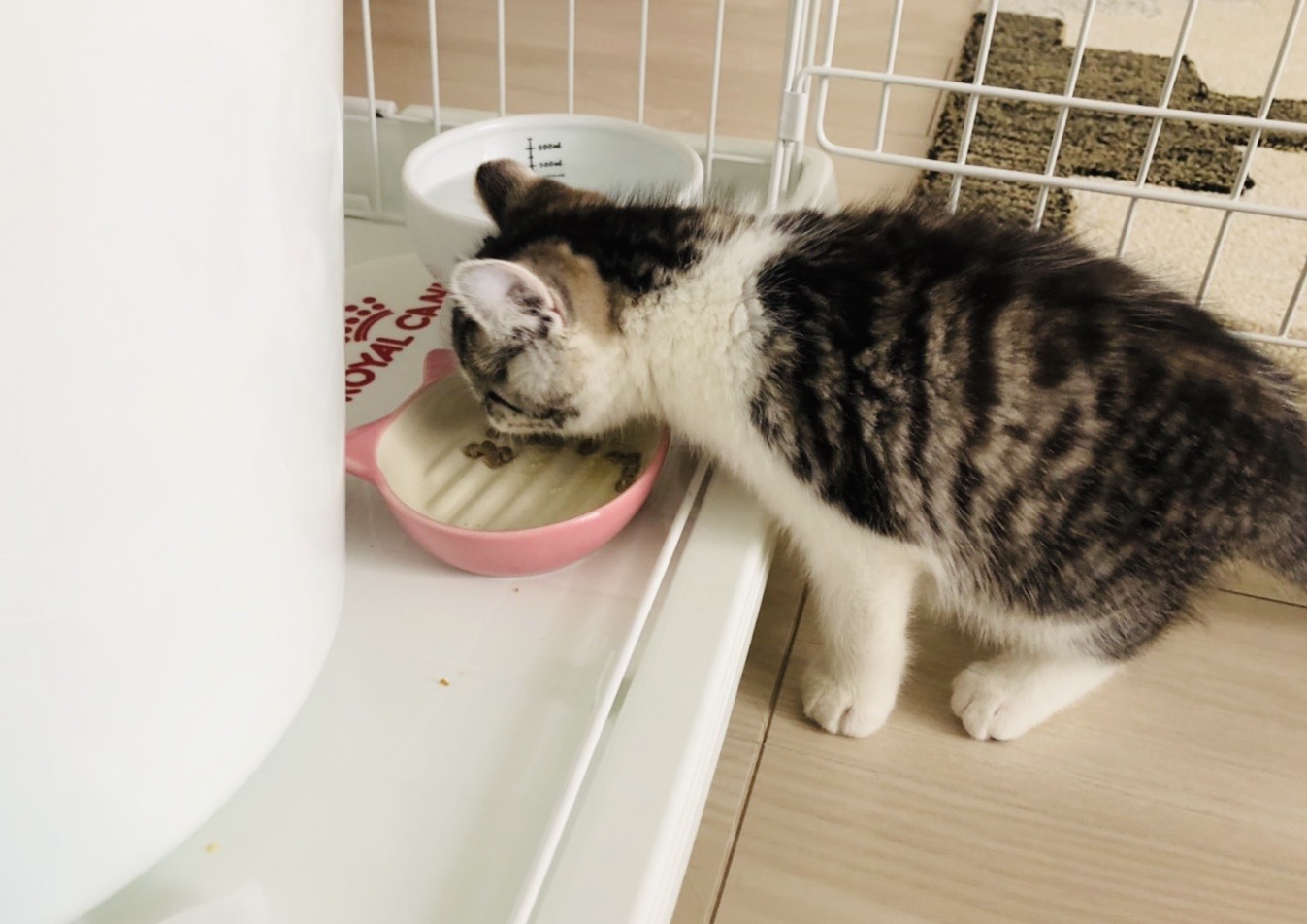 Signs that a kitten wants to be fed