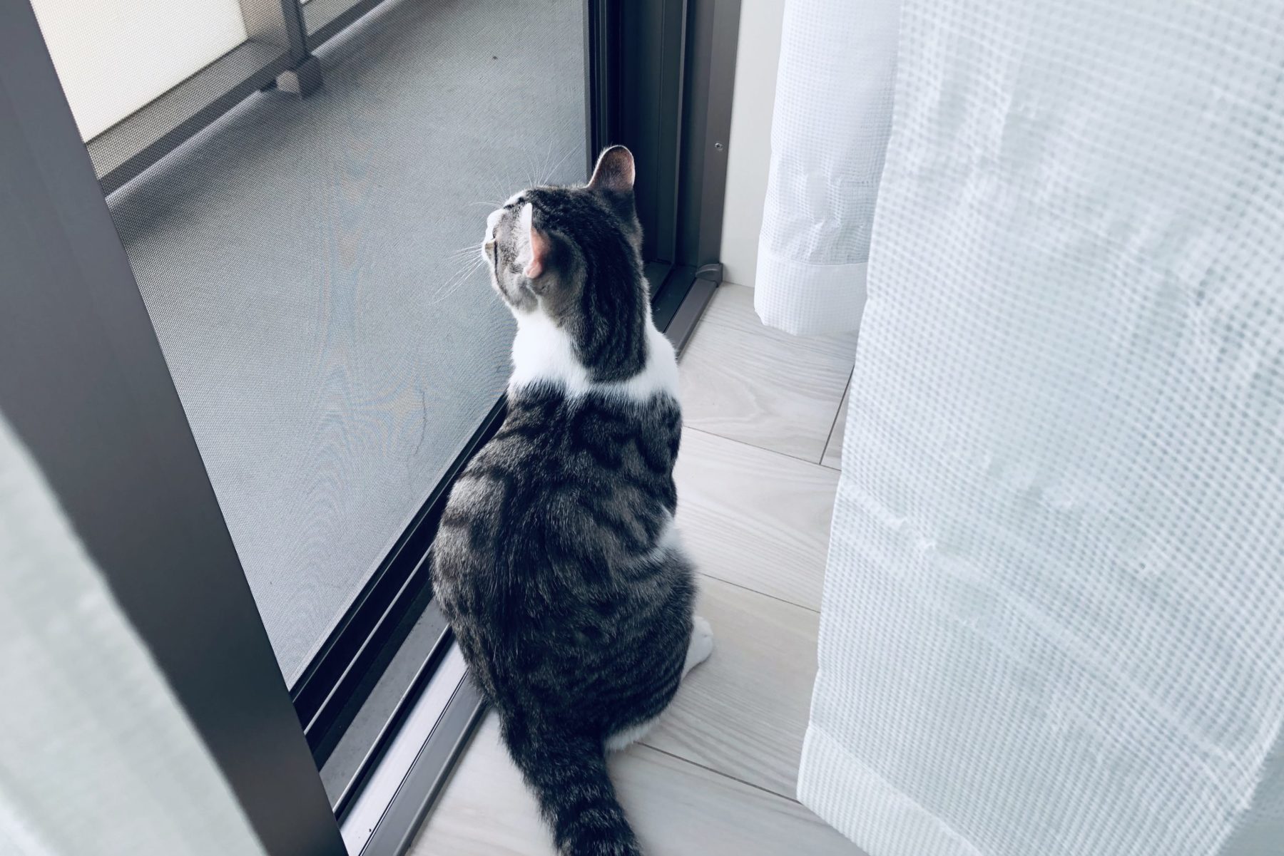 猫って、外を眺めるの好きだよね。