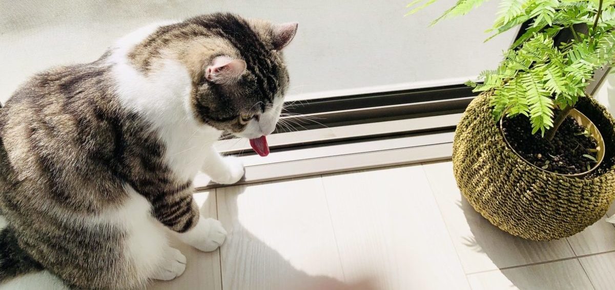 Mischievous cat  〜Don’t knock over the houseplants〜