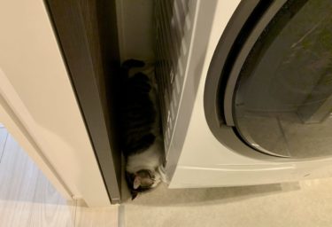 なんでこんな所に！？　ドアと洗濯機のすき間でスヤスヤ眠る猫しんばさん　