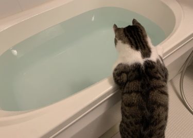 【しんばさんの日課】給湯器のアナウンスでお風呂場へダッシュ！お湯張りを見守る猫♪お風呂好きのしんばさん